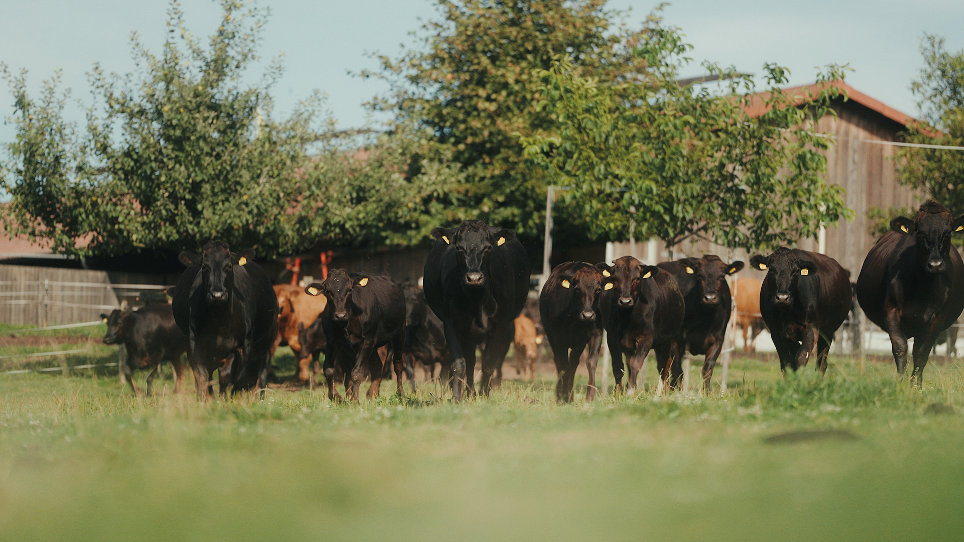 Wagyu Rinder in Mutterkuhhaltung auf der Weide am Leimenhof in Wenslingen